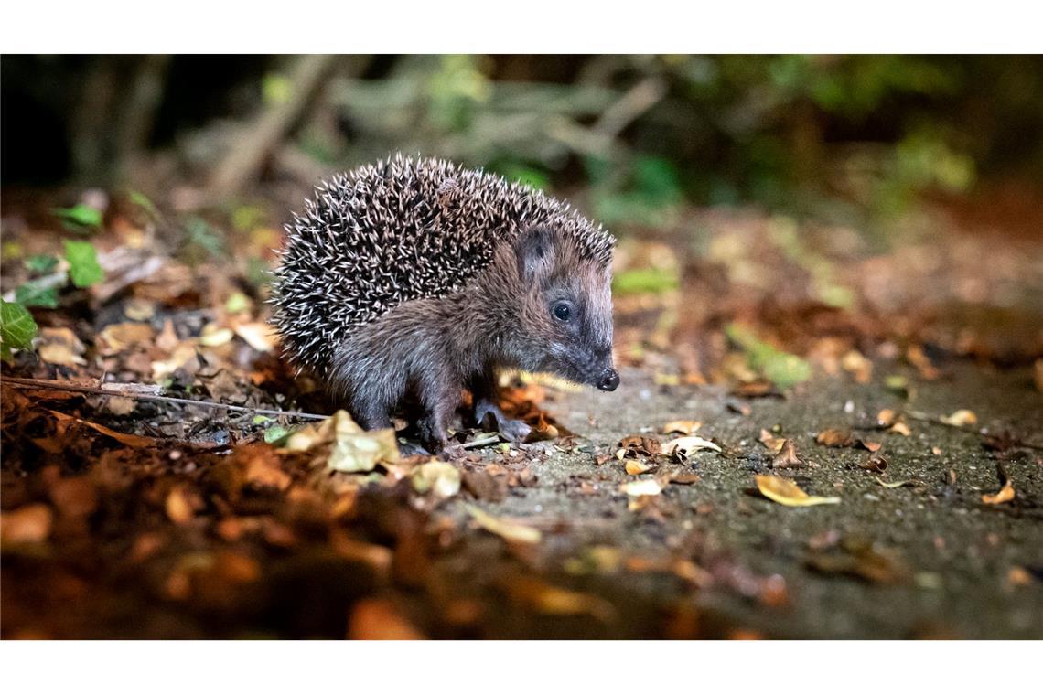 Die Zahl der Westeuropäischen Igel, auch Braunbrustigel genannt, geht stark zurück. (Archivbild)