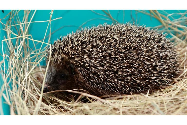 Die Zahl der westeuropäischen Igel  geht stark zurück.