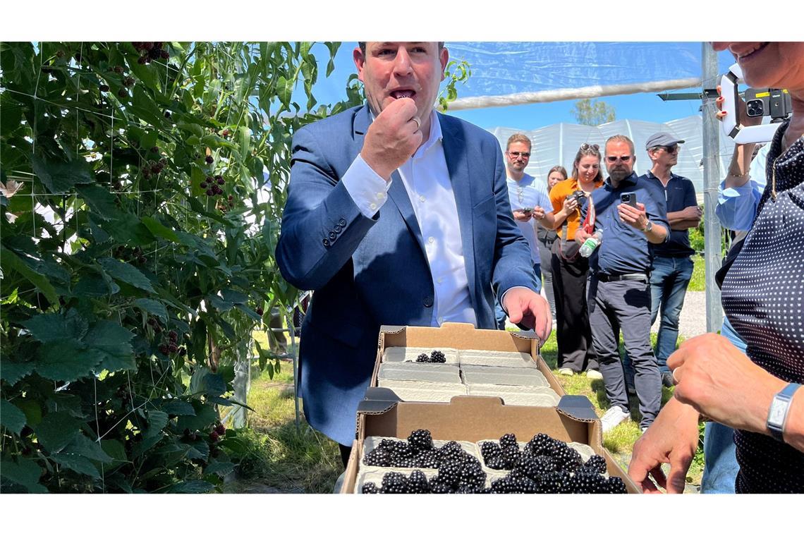 Diese Beeren wurden noch per Hand gepflückt: Heil auf einer Obstplantage in Oberkirch-Nußbach.