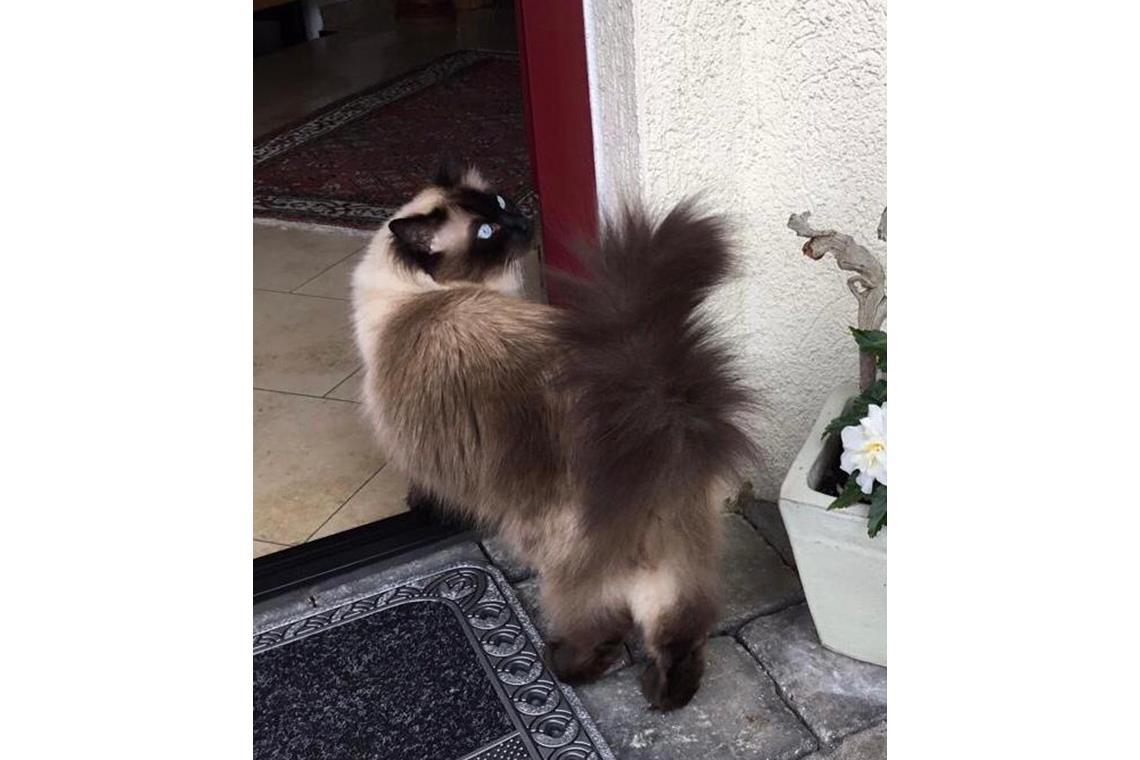 Dieser großer Kater ist der 11 jährige Leon, eine Ragdoll… ein verschmuster und ...