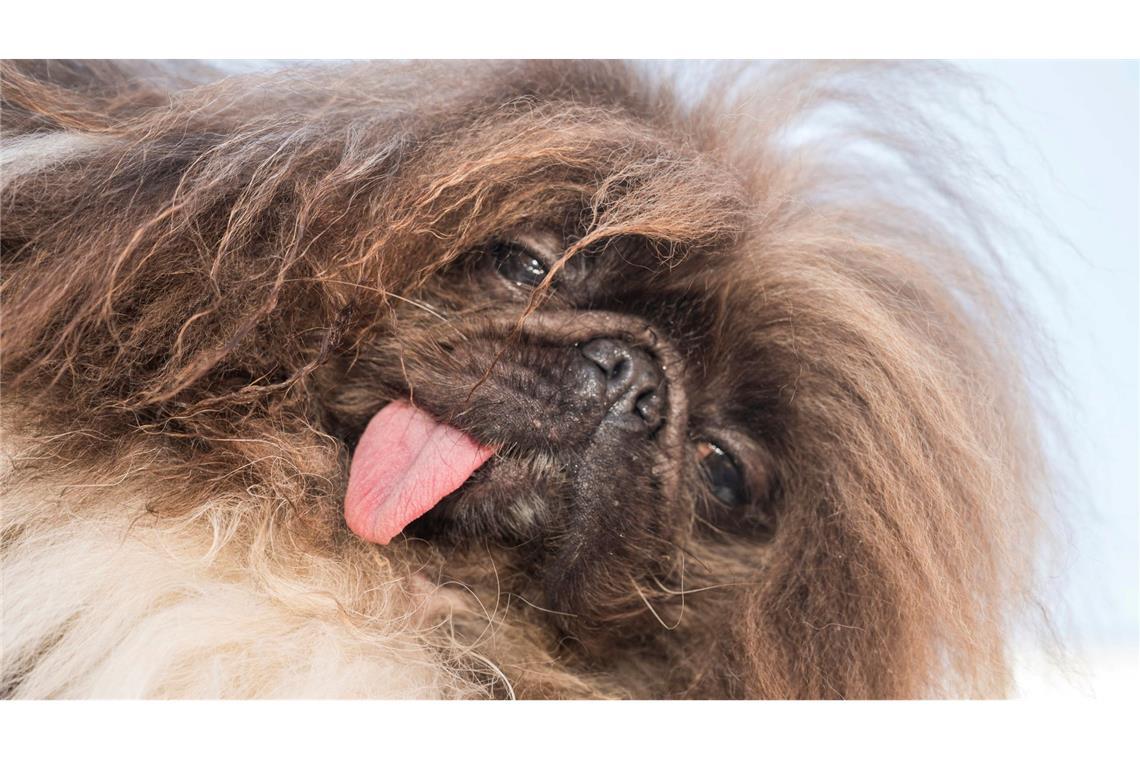 Dieser Pekingese hört auf den Namen "Wild Thang" ("Wildes Ding") und ist in diesem Jahr der "hässlichste Hunde der Welt". Der Titel wurde dem Vierbeiner nun in Petaluma im US-Bundesstaat Kalifornien verliehen.