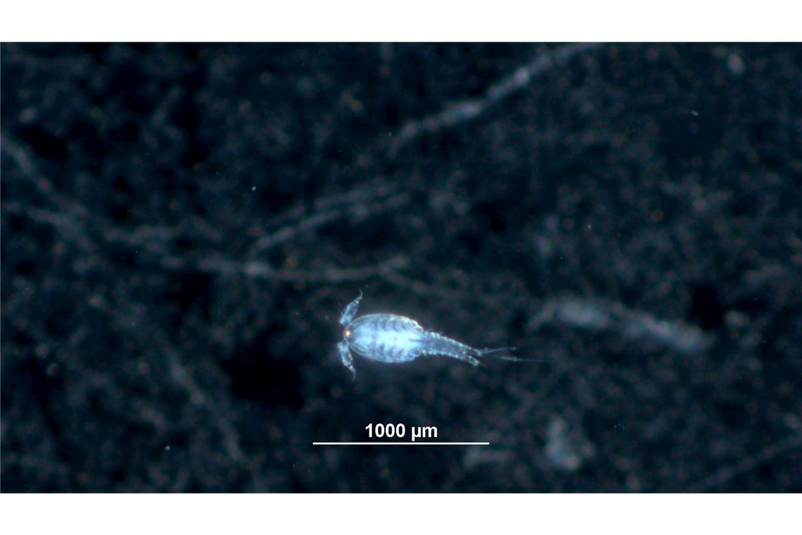 Dieser Ruderfußkrebs ist etwa einen Millimeter groß. Solche Krebse kommen auch im Trinkwassernetz ab und zu vor.