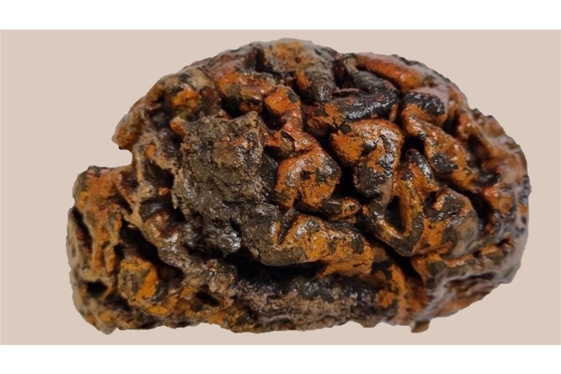 Dieses Gehirn ist auch nach 1000 Jahren erhalten geblieben. Es stammt aus einem Grab auf dem Friedhof der Sint-Maartenskerk im belgischen Ypern. Die orange Farbe stammt von Eisenoxid –  Rost. Die Oberfläche ist immer noch weich und feucht.