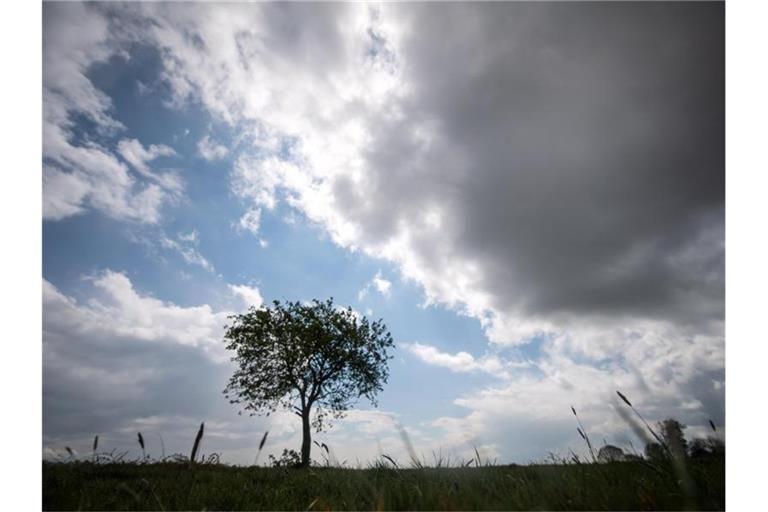 Dunkle Wolken ziehen am Himmel über einen Baum hinweg. Foto: Sina Schuldt/dpa/Symbolbild