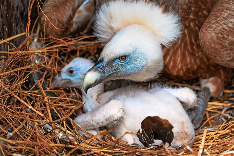 Durch eigene Nachzuchten leistet die Wilhelma einen wichtigen Beitrag zum Schutz des Gänsegeiers.