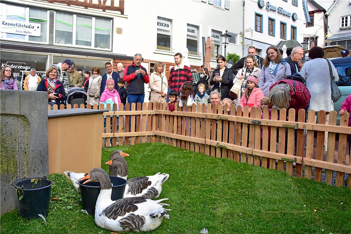 Echte Gänse am Gänsebrunnen begeistern die Kinder und Ihre Eltern. 