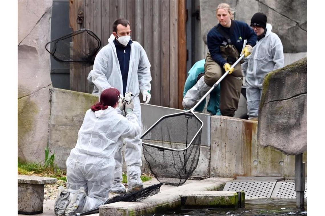 Eiderenten und Zwergsäger werden in einem Becken im Zoo gefangen, um sie nach drinnen zu bringen. Foto: Uli Deck/dpa/Archivbild