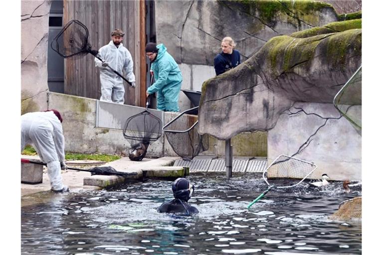 Eiderenten und Zwergsäger werden in einem Becken im ZOo gefangen, um sie nach drinnen zu bringen. Foto: Uli Deck/dpa