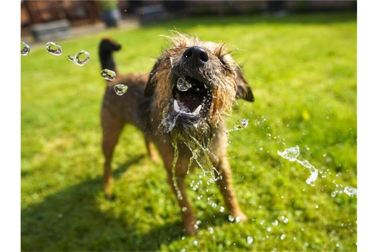 Ein 14 Monate alter Border Terrier schnappt nach Wasser. Foto: Steve Parsons/PA Wire/dpa