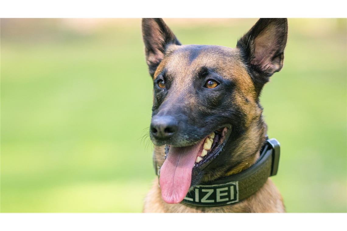 Ein 24-Jähriger hat in Konstanz einen Polizeihund angegriffen (Symbolbild).