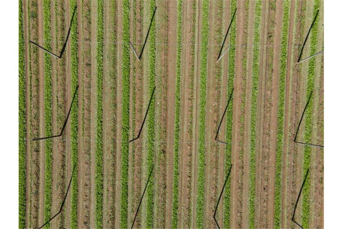 Ein abgeerntetes Hopfenfeld. Foto: Sven Hoppe/dpa/Symbolbild