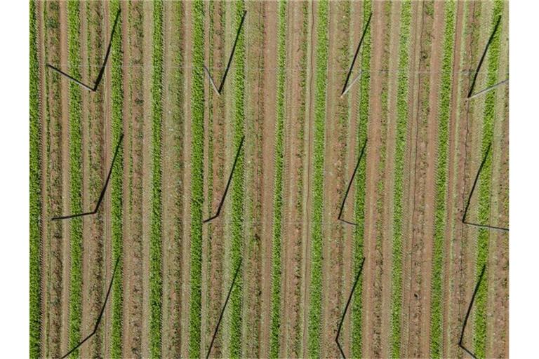 Ein abgeerntetes Hopfenfeld. Foto: Sven Hoppe/dpa/Symbolbild