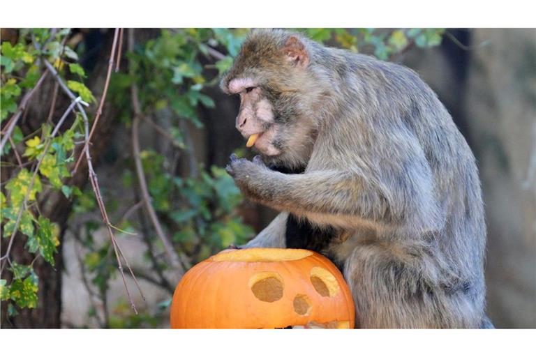 Ein Affe futtert Kürbis in einem Gehege im Zoo von Košice in der Slowakei. Als besonderes Festmahl erhielten die Tiere Halloween-Kürbisse.