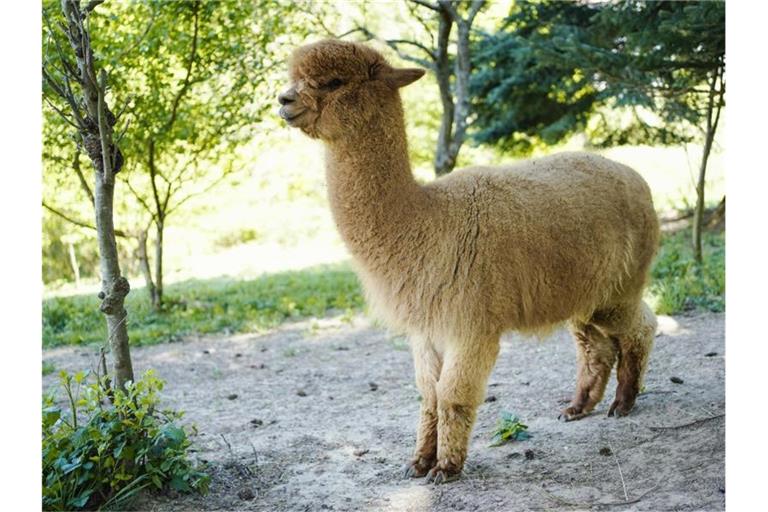 Ein Alpaka steht auf dem Gelände der Alpakafarm "Hirtenaue". Foto: Uwe Anspach/dpa/Archivbild