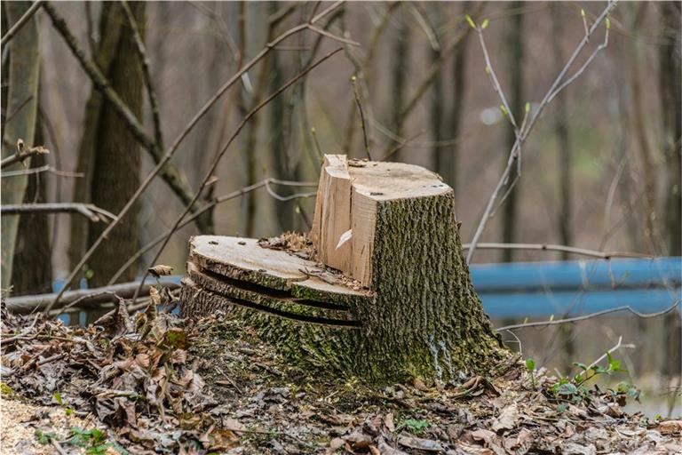 Ein Arbeiter stirbt bei Baumfällarbeiten in Sulzbach an der Murr. Symbolfoto: Street Donkey/Unsplash