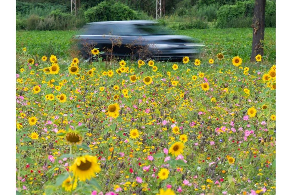 Ein Auto fährt an einem blühenden Feld mit Sonnenblumen vorbei. Foto: Julian Stratenschulte/dpa/Symbolbild