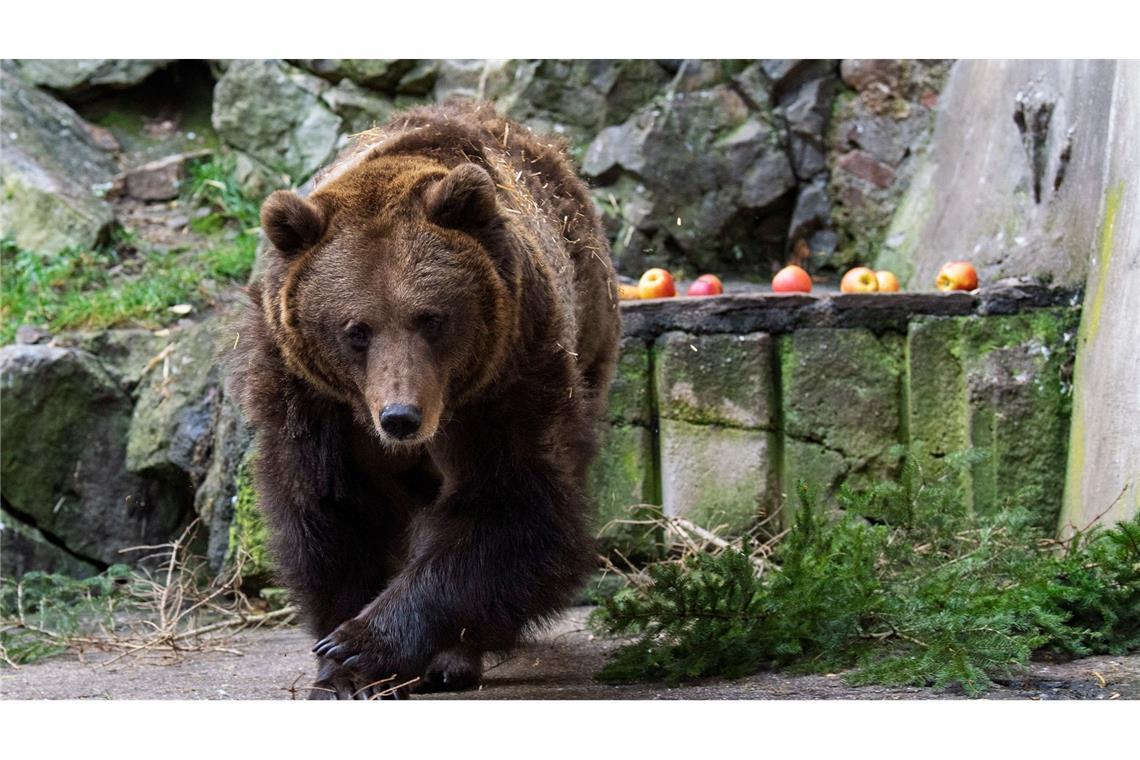 Ein Bär bei der traditionellen "Bärenweihnacht" auf Schloss Cesky Krumlov in Tschechien. Die Weihnachtsfütterung der Bären wird seit 1988 organisiert. Jedes Jahr kommen rund tausend Menschen, um das zu sehen.