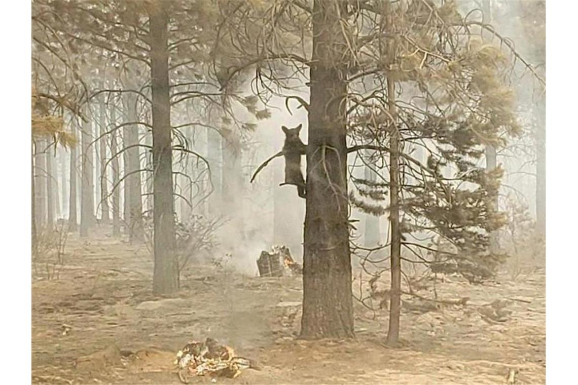 USA: Paar nach Waldbrand wegen fahrlässiger Tötung angeklagt Ein Bärenjunges klammert sich an einem Baum fest. Foto: Bryan Daniels/Bootleg Fire Incident Command/AP/dpa
