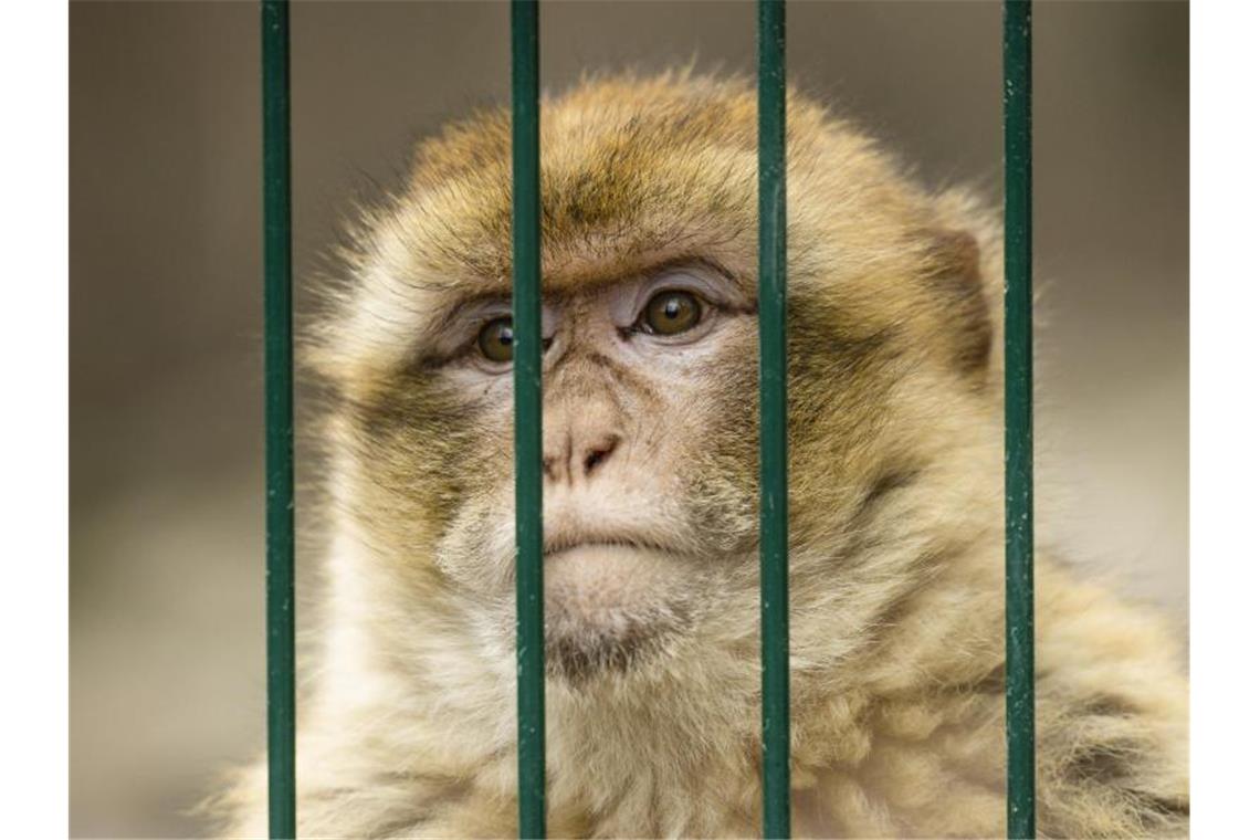 Ein Berberaffe hinter Gitterstäben. Foto: Frank Molter/dpa/Symbolbild