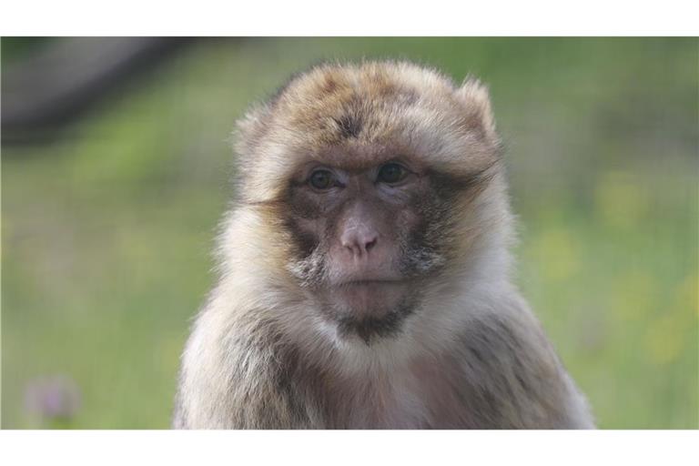 Ein Berberaffe in einem Gehege im Zoo. In Oberuhldingen  war ein solches Exemplar neben der Bundesstraße entdeckt worden.