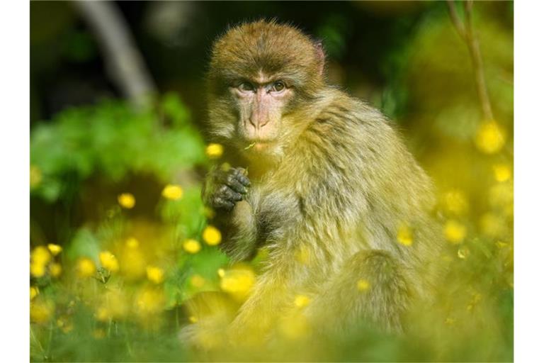 Ein Berberaffe sitzt im Affenfreigehege auf einer Wiese, auf der Hahnenfuß wächst. Foto: Felix Kästle/dpa/Archivbild