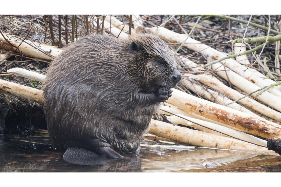 Ein Biber (Castor fiber) sitzt am Wasser umgeben von angenagten Ästen in einer feuchten Umgebung in Hessen.