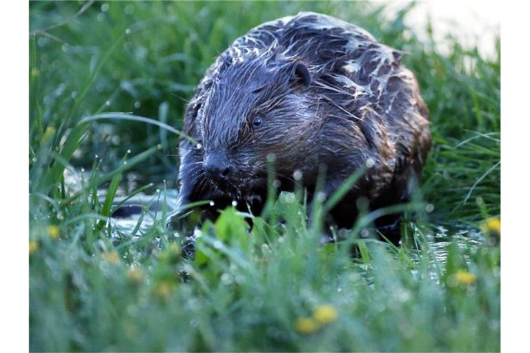 Ein Biber ist in einem überfluteten Naturschutzgebiet bei Bechingen unterwegs. Foto: Thomas Warnack/dpa/Archivbild