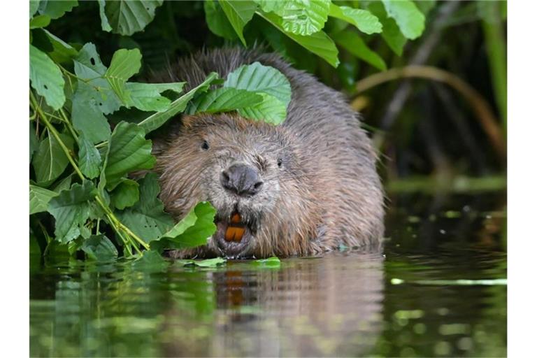 Ein Biber sitzt im Wasser. Foto: Patrick Pleul/dpa-Zentralbild/ZB/Symbolbild