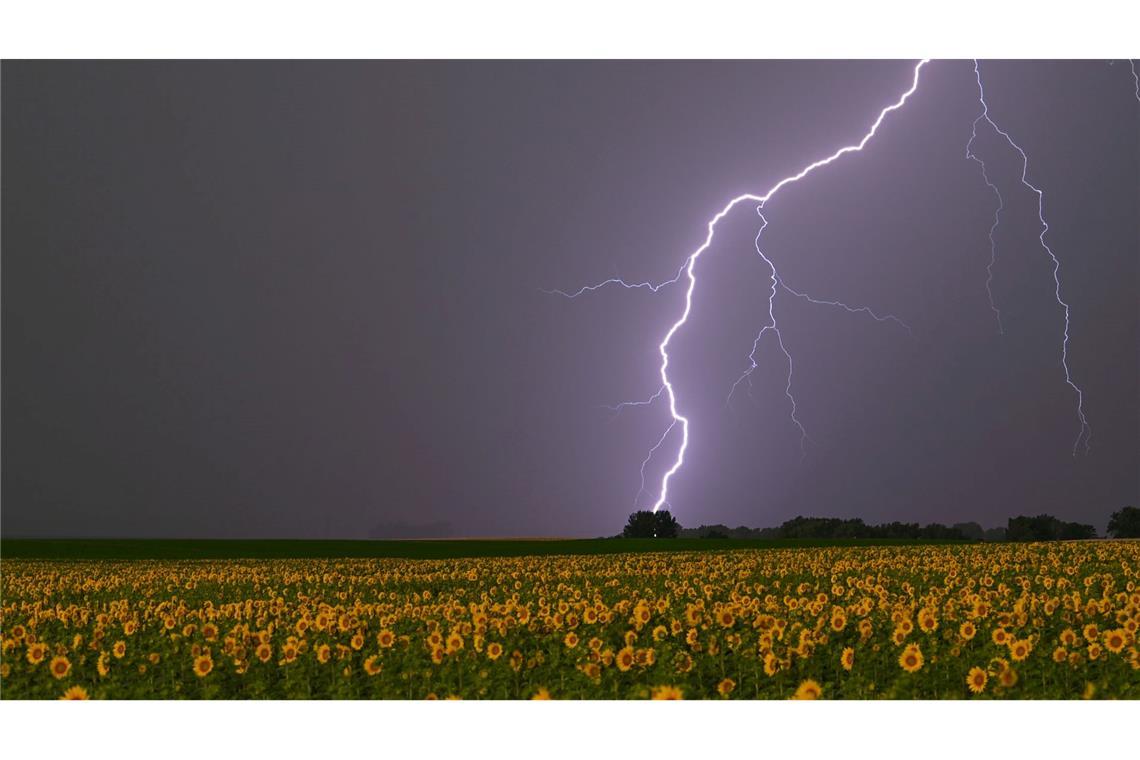 Ein Blitz erleuchtet am Morgen den Himmel über einem Sonnenblumenfeld im Osten von Brandenburg.