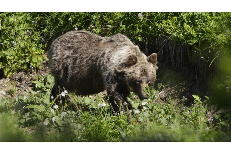 Ein Braunbär in einem slowakischen Gebirgstal. In der Slowakei gibt es mehr als tausend frei lebende Braunbären. (Archivbild)