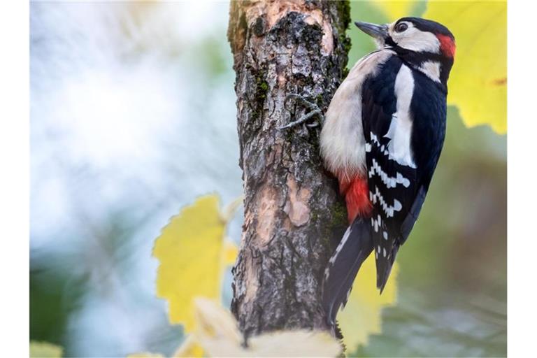 Ein Buntspecht sitzt an einem Baumstamm. Foto: Sven Hoppe/dpa