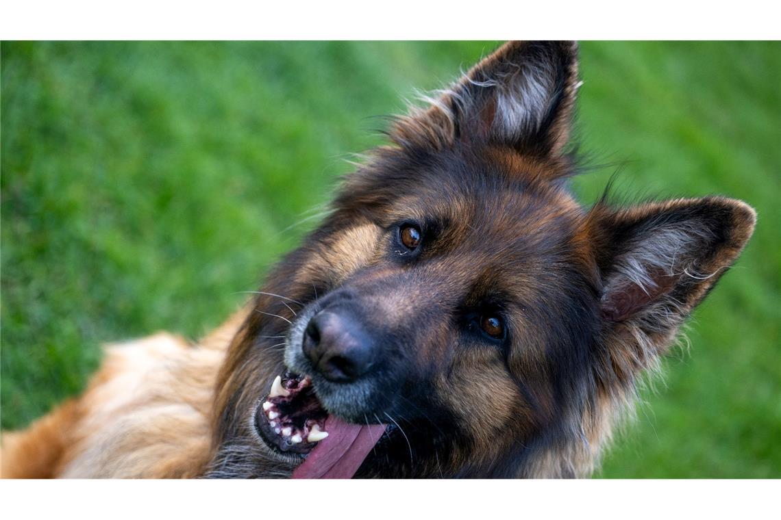 Ein Deutscher Schäferhund auf dem Übungsplatz des Schäferhundvereins Lauingen.