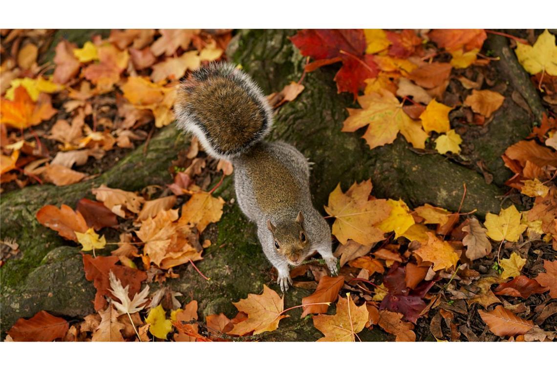 Ein Eichhörnchen läuft durch das raschelnde Herbstlaub.