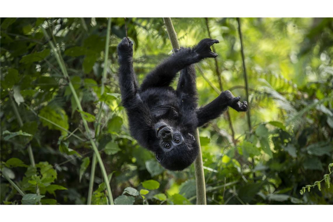 Ein einjähriges Berggorillababy hängt kopfüber an einem Ast im Regenwald des Bwindi Impenetrable Nationalparks im Südwesten des Landes. Die Bestände von Wildtieren nehmen weltweit drastisch ab.