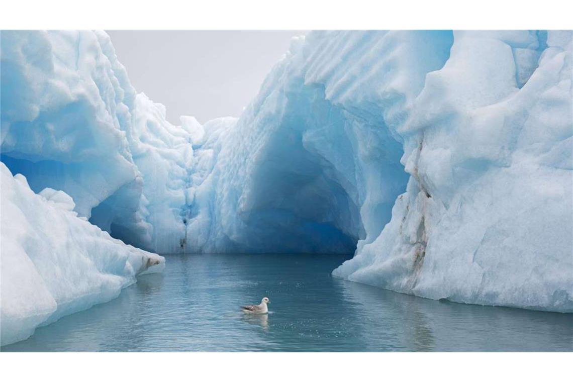 Ein Eissturmvogel schwimmt vor einem Eisberg im Nordpolarmeer.