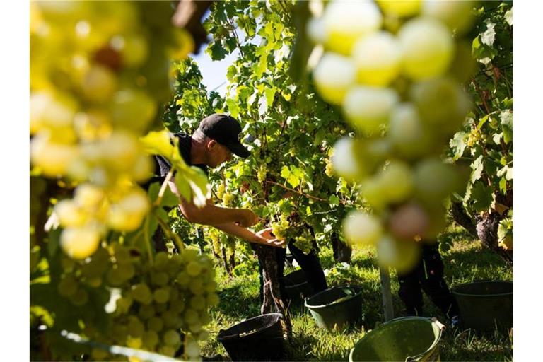 Ein Erntehelfer erntet reife Trauben von einer Weinrebe. Foto: Tom Weller/dpa/Archivbild