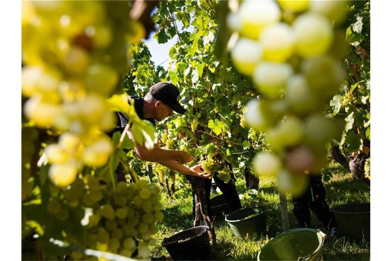 Ein Erntehelfer erntet reife Trauben von einer Weinrebe. Foto: Tom Weller/dpa/Archivbild