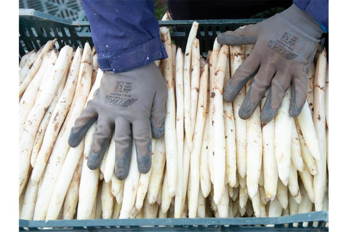 Spargelbauern erwarten gute Saison Ein Erntehelfer legt auf einem Spargelfeld frisch gestochenen Spargel in eine Kiste. Foto: Timm Schamberger/dpa/Symbolbild