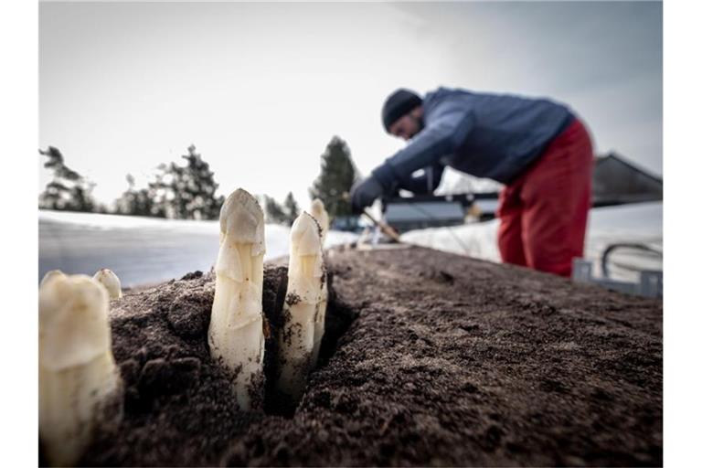 Ein Erntehelfer sticht Spargel. Foto: Peter Steffen/dpa/Symbolbild