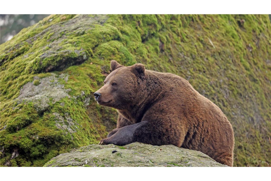 Ein erschossener Bär hat den Jäger unter sich begraben. (Symbolbild)