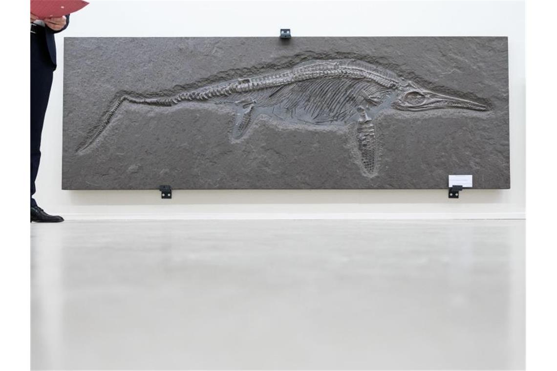 Ein etwa 180 Millionen Jahre altes Fischsaurier-Fossil. Foto: Marijan Murat/dpa