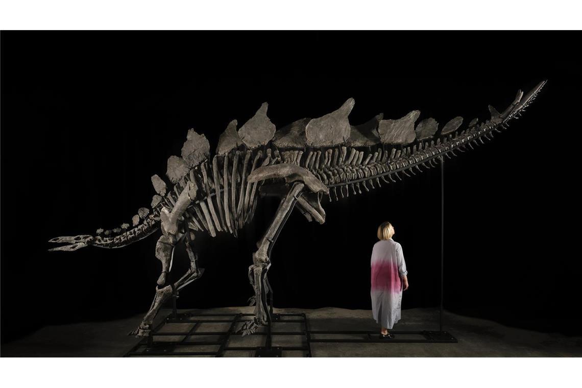 Ein etwa sechs Meter langes und 3,50 Meter hohes Stegosaurus-Skelett mit dem Spitznamen "Apex".