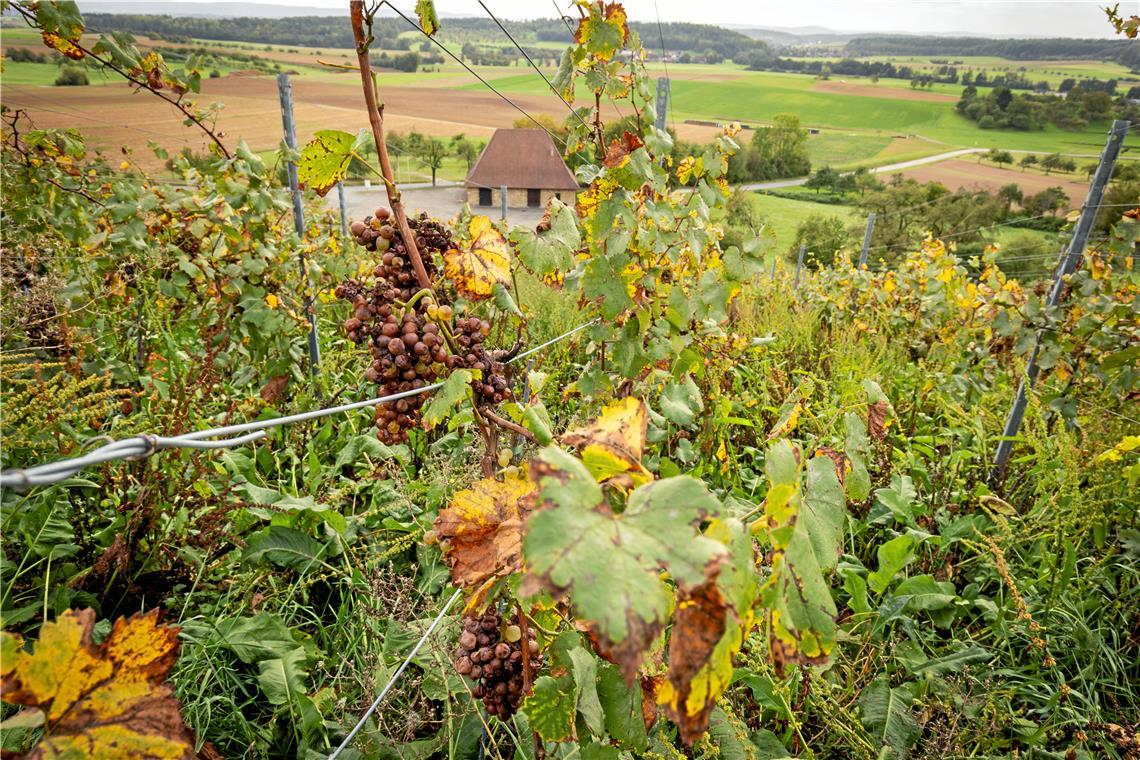 „Ein etwas wüstes Landschaftsbild“: unbearbeiteter und vernachlässigter Weinberg in Kleinaspach. Foto: Alexander Becher