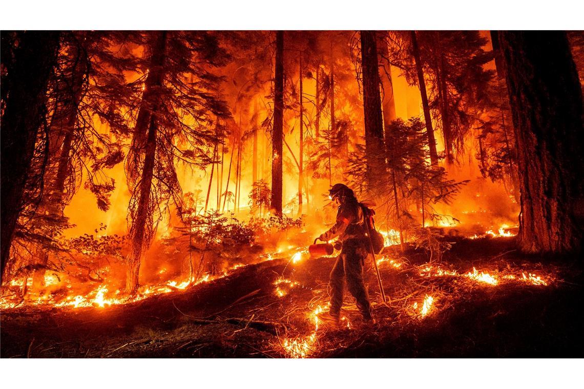 Ein Feuerwehrmann setzt eine Tropfende Fackel ein, um das "Park Fire" in Kalifornien zu stoppen.