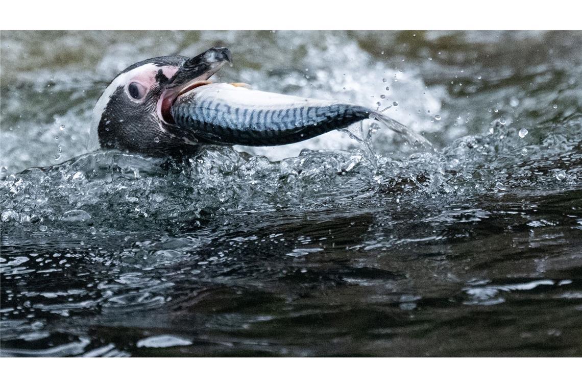 Ein Fisch für den Pinguin.