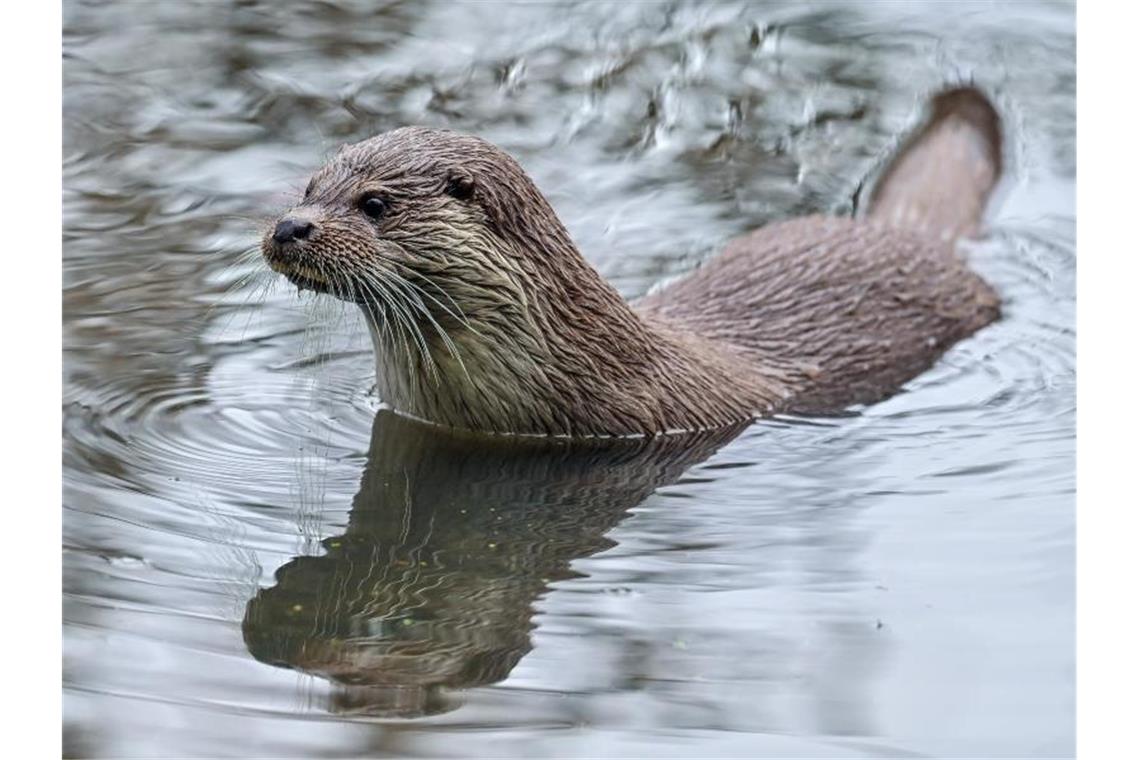 An der oberen Donau lebt wohl wieder ein Fischotter Ein Fischotter schwimmt in einem Gewässer. Foto: Patrick Pleul/dpa-Zentralbild/dpa/Archivbild