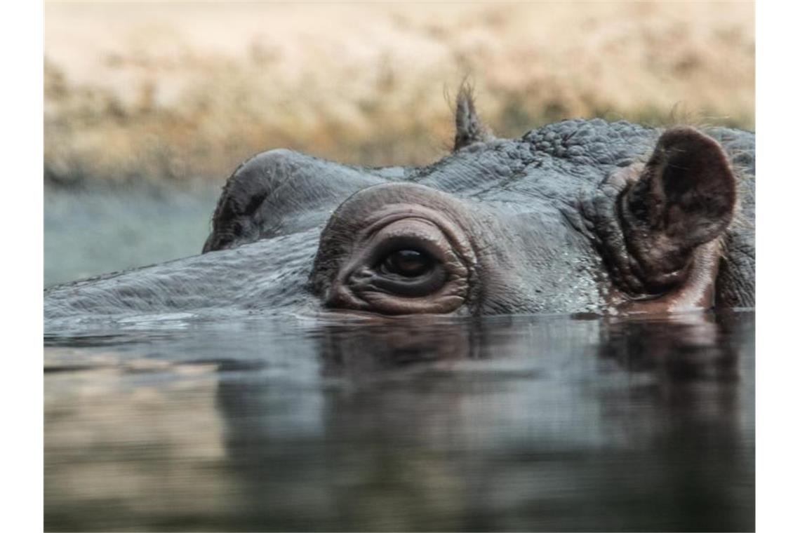 Ein Flusspferd schaut aus seinem Wasserbecken im Zoo zu den Besuchern. Foto: Paul Zinken/dpa/Symbolbild