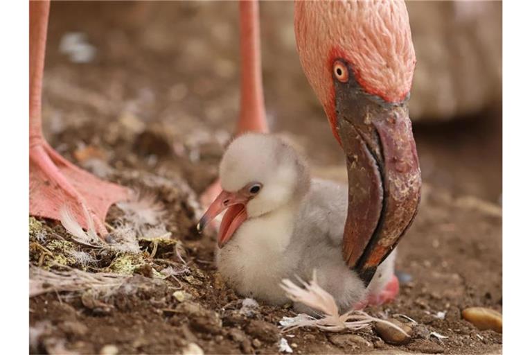 Ein frisch geschlüpfter Zwergflamingo wird von einem Elternteil flankiert. Foto: Timo Deible/Zoo Karlsruhe/dpa