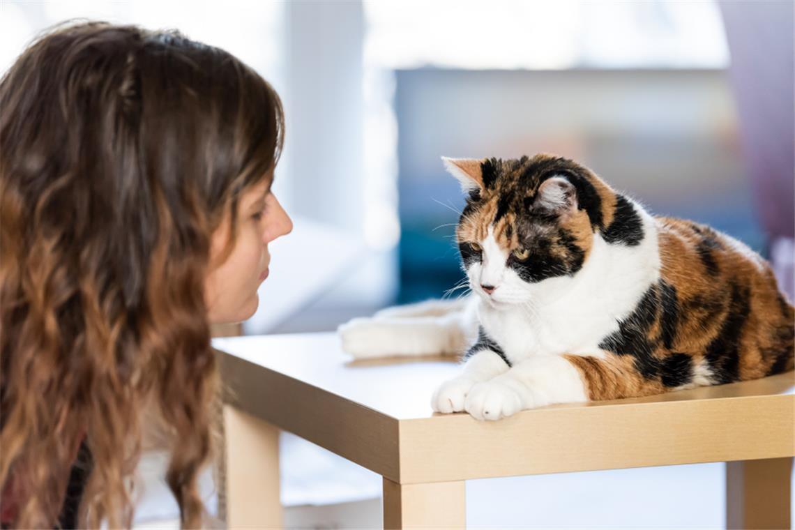 Ein Frisurentrend inspiriert durch Katzen.