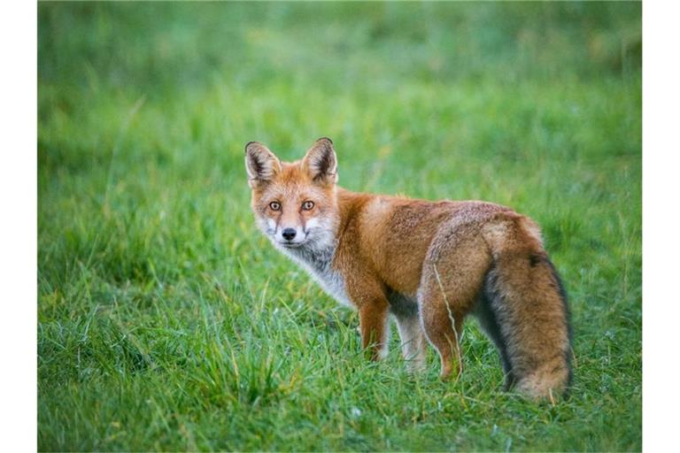 Ein Fuchs steht auf einer Wiese. Foto: Patrick Pleul/dpa-Zentralbild/dpa/Archivbild